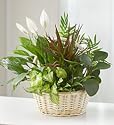 Classic Sympathy Dish Garden