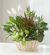 Floral Classic Sympathy Dish Garden - Medium