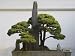 China, Zhejiang Province, Hangzhou, Bonsai, Potted Landscape Photographic Poster Print by Keren Su, 40x30