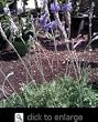 Jagged Lavender Potted One Gallon Plant