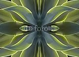 IMAGE OF Wallmonkeys Peel and Stick Wall Decals - Kaleidoscope 7 - Agave Heart - 48