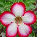 9GreenBox - Adenium Desert Full Moon House Plant Bonsai