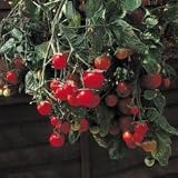 KINGS SEEDS: TOMATO GARDEN PERLE
