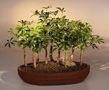 Hawaiian Umbrella Bonsai Tree - 9 Tree Forest Group.(arboricola schefflera)