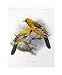 Ecuadorian Cacique and an Orange Oriole - J. g. Keuleman Art Print Poster - 16.5 x 20