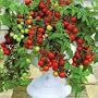 Maskotka Tomato 20 Seeds - Ideal for Baskets/Containers