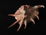 Conch Shells