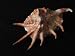 DSD Spider Shell Spider