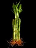 Cheap KL Design & Import - 10 Stalks Of 6 Inch Straight Lucky Bamboo For Feng Shui Or Gifts by KL Design & Import