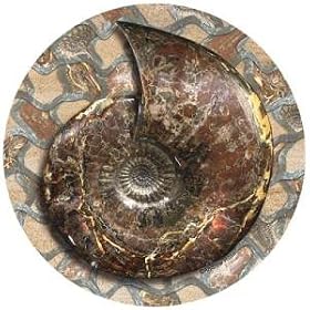 Fossilized Nautilus - Thirstystone Sandstone Coaster Set by Thirstystone