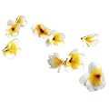 Deko-Woerner Frangipani Streubl�ten 24Stk