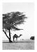 Camel and Tree, Desert of Mauritania by Alexis de Vilar poster print,27.6 in. x 39.4 in.
