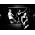 Vignette de The Prodigy