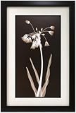 Framed print of botanical photograph by Jim Wehtje
