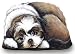 shih tzu - Fiddler's Elbow Shih Tzu Pupper Weight