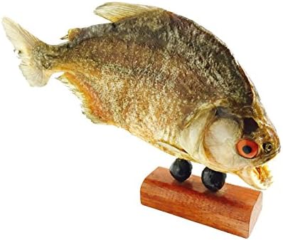 Real Red Belly Stuffed Piranha from Amazon River Exotic Brazilian Souvenir