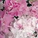 Cascade Pink Orchid Petunia 25 Seeds
