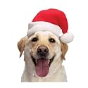 Dog Santa Hat - Pet Christmas Hat - Medium