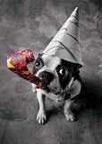 Boston Terrier Party Dog Birthday Card