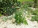GAP Garden Products Small Peony Support (pack of 1)