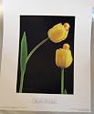 Anne Geddes Litho, Babies in Yellow Tulips