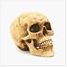 2 Grinning Skull Skeleton Head Sculpture Figurine