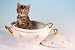 Funny Image of a Gray Kitten in a Soup Tureen - 72"W x 48"H - Peel and Stick Wall Decal by Wallmonkeys