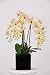 Artificial Triple-stem Phalaenopsis Orchid Arrangement Cream/burgundy