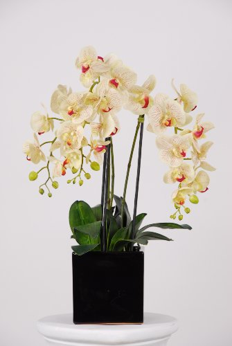 Artificial Triple-stem Phalaenopsis Orchid Arrangement Cream/burgundy
