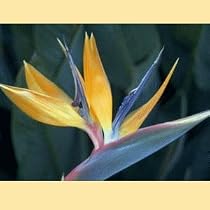 BIRD OF PARADISE - 10 Seeds Strelitzia reginae