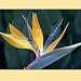 BIRD OF PARADISE - 10 Seeds Strelitzia reginae