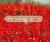 SAGE SCARLET Salvia Coccinea --- 500 Flower Seeds