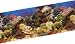 Vibran-Sea Salt Water Coral Reef Scene