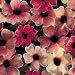 Thunbergia/Black Eye Susan Seeds: Blushing Susie