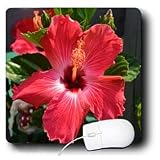 WhiteOak Photography Floral Prints - June Morning Hibiscus Red Hibiscus Flower - Mouse Pads