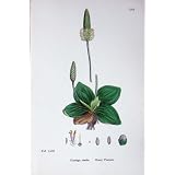 植物学は C1902 古めかしいオオバコのオオバコ媒体を植えます