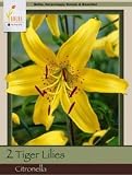 Honeyman Farms Tiger Lily Citronella Pack of 2 Bulbs