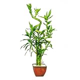 Brussel's Bonsai - 7 Stalk Curly Bamboo
