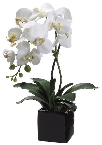 Amazon Image