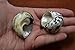 2 Pcs Black Pica Cyprea & Sarmaticus Turbo Sea Shell Hermit Crab 1 1/2