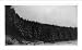 Historic Print (M): Snow covered evergreen trees near Yokohama, Tojuka, Japan