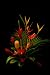 Tropical Flower Special