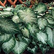 Caladium Fancy Aaron 3 Bulbs