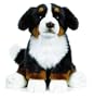 Webkinz Signature Bernese Mountain Dog