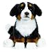 Webkinz Signature Bernese Mountain Dog