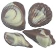 Chocolate Seashells Varied Shapes -1 Dozen, Swirled White and Milk Chocolate