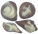 Chocolate Seashells Varied Shapes -1 Dozen, Swirled White and Milk Chocolate