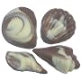 Chocolate Seashells Varied Shapes -1 Dozen, Swirled White and Milk Chocolate