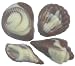Chocolate Seashells Varied Shapes -1 Dozen, Swirled White and Milk Chocolate