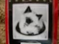 2 Kittens In A Pot Refrigerator Magnet By Encore